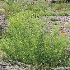 Image result for Dolichos angustifolius