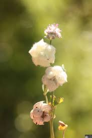 Image result for Argyrolobium tomentosum