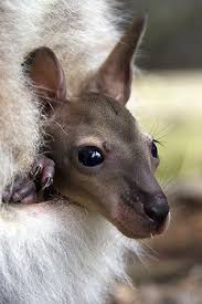 Pin By Sam Opolsky On Animals Cute Animals Animals Beautiful Animals Friends