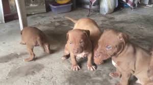 Yavru Pitbull Videolari 2 Pitbull Ailesi Tv Youtube