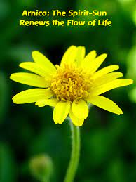 Arnica The Spirit Sun Renews The Flow Of Life Flower Essence Services