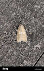 Image result for Chilodes maritima