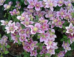 A gardener's favorite since its introduction in 1897! Piilu Patens Clematis Beautiful Gardens Flowers Clematis Vine