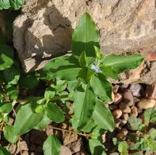 Image result for Commelina benghalensis