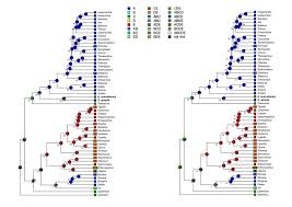 Image result for Radinosiphon leptostachya