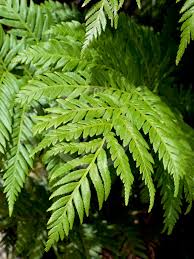 Image result for Todea