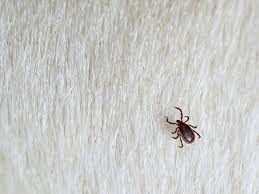How to get rid of fleas fast cheap and easy. 2021 Cost To Exterminate Fleas Flea Pest Control Cost