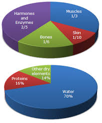 Pie Charts Pie Chart 11 Data Interpretation Questions And