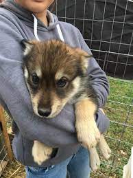 Maybe you would like to learn more about one of these? Wolf Hybrid Puppy For Sale In Lanesville In Adn 19067 On Puppyfinder Com Gender Female Age 14 Weeks Old Wolf Hybrid Puppies Wolf Hybrid Wolf Hybrid Dogs