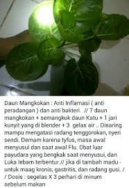 Khasiat Daun Mangkokan Tanaman Obat Obat Alami Kesehatan