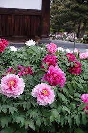 A peony plant that is dug up in the fall and divided (for propagation purposes), has no soil attached it is not uncommon for peonies to live fifty to one hundred years without ever having to be divided do peonies need to be mulched for winter protection? Peonies In Japan Finegardening
