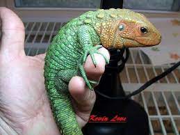 Caiman Lizzzaaard Caiman Lizard Lizard Cute Reptiles
