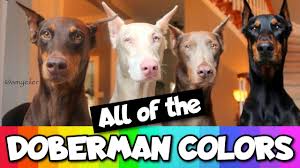 Goré is a town and the capital of the la nya pendé in chad's logone oriental region. All The Doberman Colors That Exist Youtube