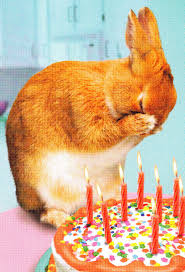 Birthday Meme Rabbit Willodean