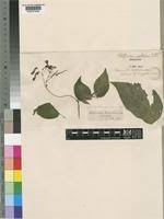 Image result for Streptocarpus glandulosissimus