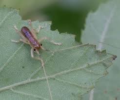 This Carolina Leafroller Camptonotus Carolinensis Is A Raspy Cricket Living In My River Birch Plant Leaves Leaves Plants