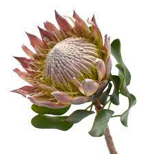 Haste De Protea Rosa Haste