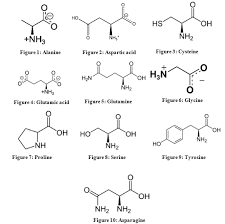 Difference Between Essential And Nonessential Amino Acids