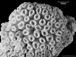 Image result for Loxodera caespitosa