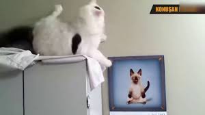 En Komik Kedi Videolari Konusan Kediler 1 Youtube