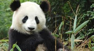 Image result for china panda