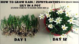 Check spelling or type a new query. How To Grow Rain Zephyranthes Lily In A Pot With Update Videos Youtube