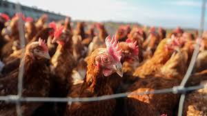 Die niedrigpathogene vogelgrippe löst in der regel nur milde oder wenig spezifische symptome die idee dahinter ist die, eine vogelgrippe bei unklaren bestandesproblemen mit symptomen, die. Vogelgrippe In Bw In Mehr Als 50 Betrieben Verdachtsfalle Swr Aktuell