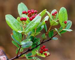 Image result for Psorospermum mechowii