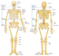Long bones, short bones, and flat an extremely important zone in human development, the epiphyseal plate is responsible for. Musculoskeletal System 2 Human Body Bones Body Bones Human Bones Anatomy