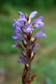 Image result for Orobanchaceae