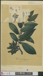 Image result for Uvaria acuminata