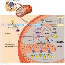 We did not find results for: Biol2060 Cell Biology
