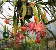 Join our friendly community that shares tips and ideas for gardens, along with seeds and plants. Thousand Pinks Orchid Cactus Epiphyllum Epicactus Tropical Plants Almost Eden