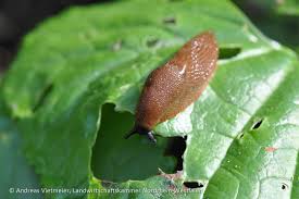 Eine gute möglichkeit besteht darin, den natürlichen feinden dabei sollte jeder, der sie bei sich im garten entdeckt, alles tun, damit sie auch bleiben, denn die spitzmaus. Was Tun Gegen Schnecken Im Garten Landwirtschaftskammer Nordrhein Westfalen