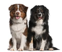 These highly adaptable dogs can do just about anything that. Australian Shepherd Hutehund Haustierratgeber