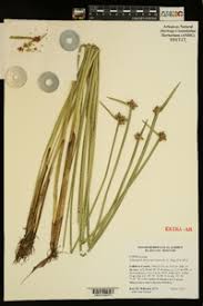 Image result for Schoenoplectiella mucronata