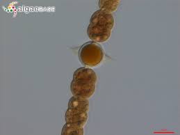 Převod nemovitosti krok za krokem. Anabaena Solitaria F Planctonica Brunnthaler Komarek 1958 Algaebase