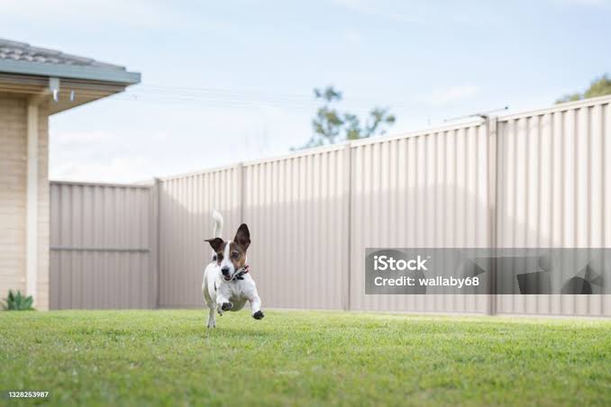 Jack Russell Terriers thrive on physical exercise, mental games, and outdoor fun., AI generated