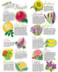 The use of edible flowers in cooking is an act of pure earthly delight! 23 Best Edible Flower Information Ideas Edible Edible Flowers Wild Edibles