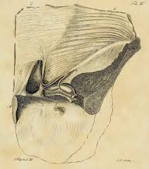 Not labeled on diagram, but runs a similar path to the inguinal aponeurotic falx, labeled at bottom. Hesselbach S Triangle