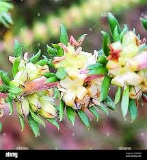 Image result for Anthospermum