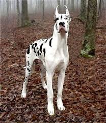 Great danes come in a variety of colors, including fawn and brindle, black, harlequin, mantle, and blue. Great Dane Rescue Florida Great Dane Adoption Harlequin Great Danes Great Dane Dogs Dane Dog