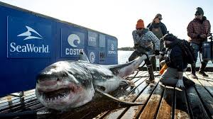 Sharks are carnivorous and may be found in all seas. Jersey Shore Shark Attacks Of 1916 Caroline Brings Back Memories