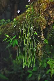 Image result for Huperzia afromontana