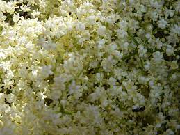 The tree produces highly fragrant flowers and berries healing benefits of elderflower tea. Elderflower Tea The Druid S Garden