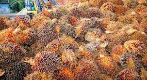 Discover data on palm oil statistics in malaysia. Malaysia Limits Workforce In Palm Oil Mills And Refineries To 60 In