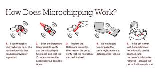 We see microchips help pets weekly! Microchipping Your Pet Pain Free Worry Free River Landings Animal Clinic In Bradenton Florida