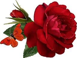 Resultado de imagen para rosas