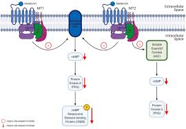 Read about the most recent research being done with melatonin therapy and breast cancer, immune deficiency, insomnia, and much more. Potential Role Of Melatonin In Prevention And Treatment Of Leukaemia