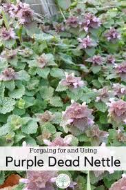 About dead nettles lamium thrives in shade but will grow in sun when provided with moist soil conditions. Foraging For Dead Nettle The Homesteading Hippy